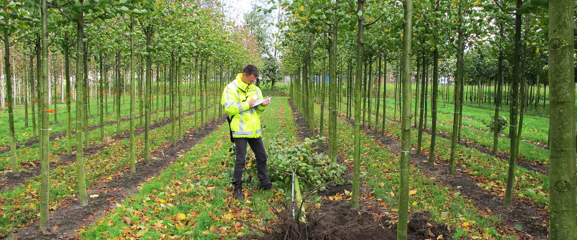 Keuring plantmateriaal - Osaka Boomadvies